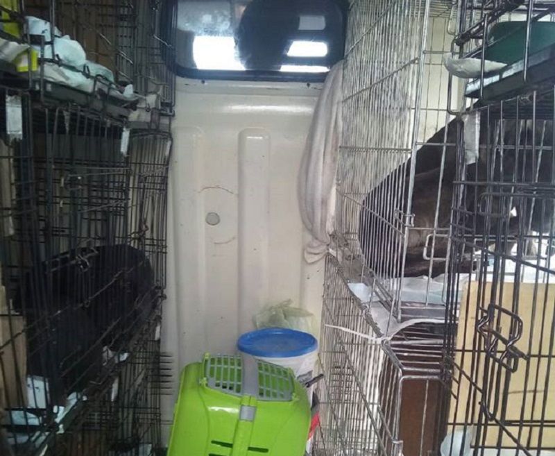 CATANIA: FERMATO FURGONE CON 20 CANI E UN GATTO, 8 DENUNCE - FOTO