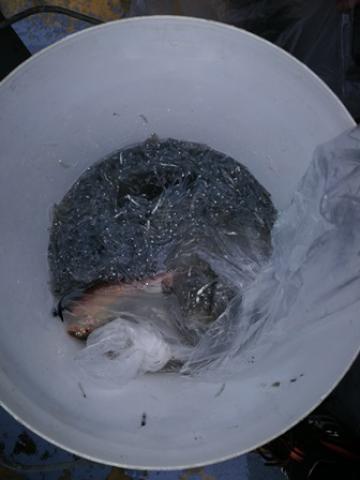 CATANIA: PESCANO NELLA RISERVA NATURALE, 7 PERSONE DENUNCIATE _ FOTO