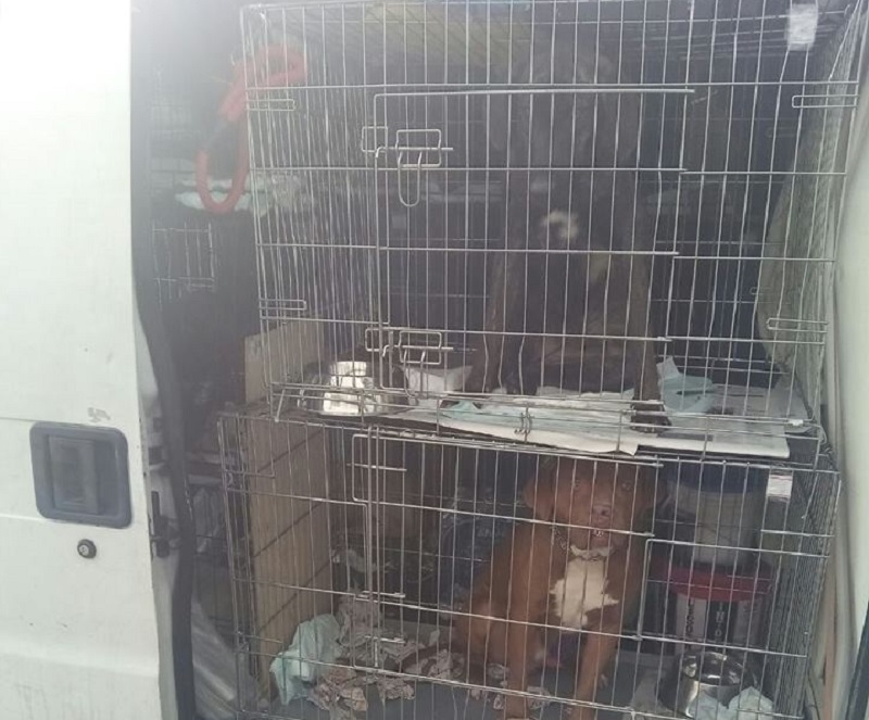 CATANIA: FERMATO FURGONE CON 20 CANI E UN GATTO, 8 DENUNCE - FOTO