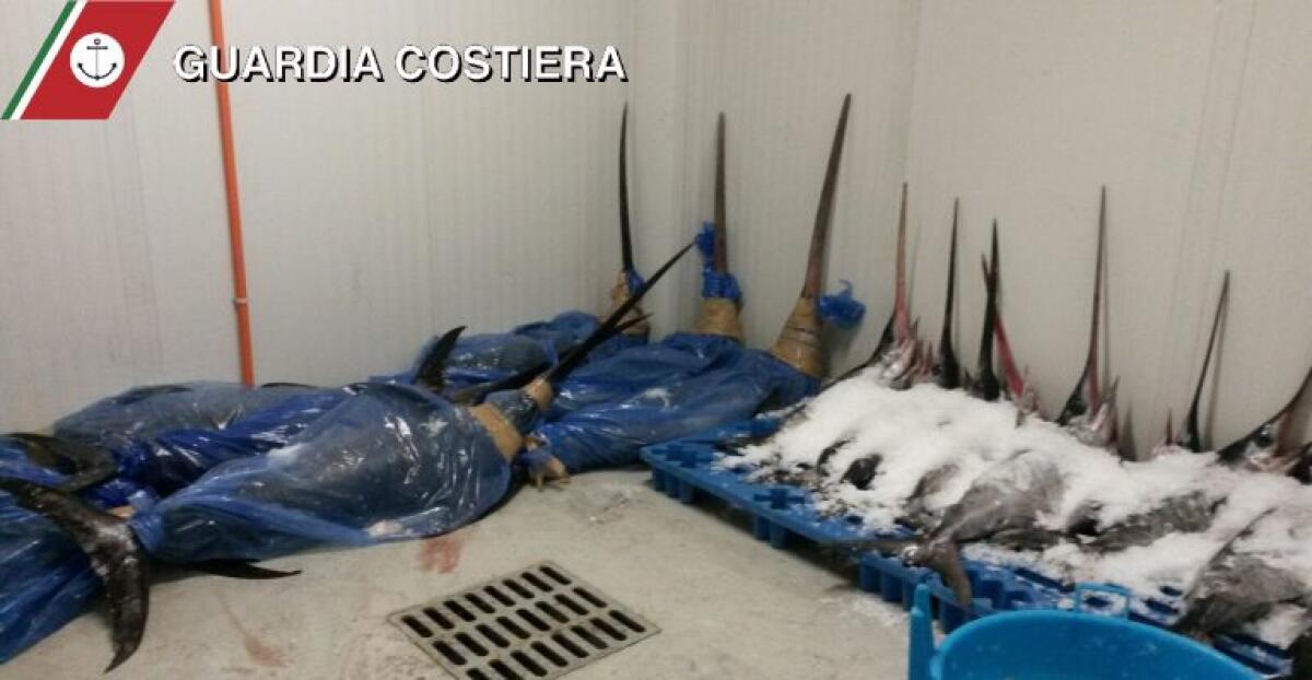 CATANIA: Controlli al Mercato, sequestrati dalla Capitaneria due tonnellate di pesce spada - 