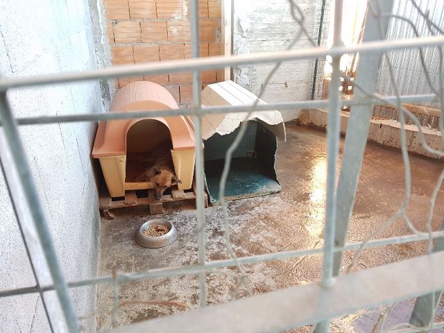 SAN PIETRO CLARENZA: CANI SENZA CIBO E IN MEZZO ALLA SPORCIZIA, TRE INDAGATI