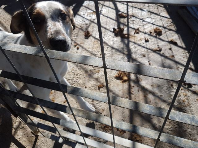 SAN PIETRO CLARENZA: CANI SENZA CIBO E IN MEZZO ALLA SPORCIZIA, TRE INDAGATI