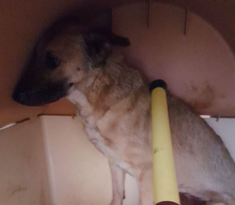 SAN PIETRO CLARENZA: CANI SENZA CIBO E IN MEZZO ALLA SPORCIZIA, TRE INDAGATI