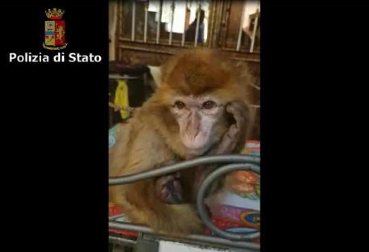 CATANIA: Ruba la scimmia di un bambino malato, denunciato - 