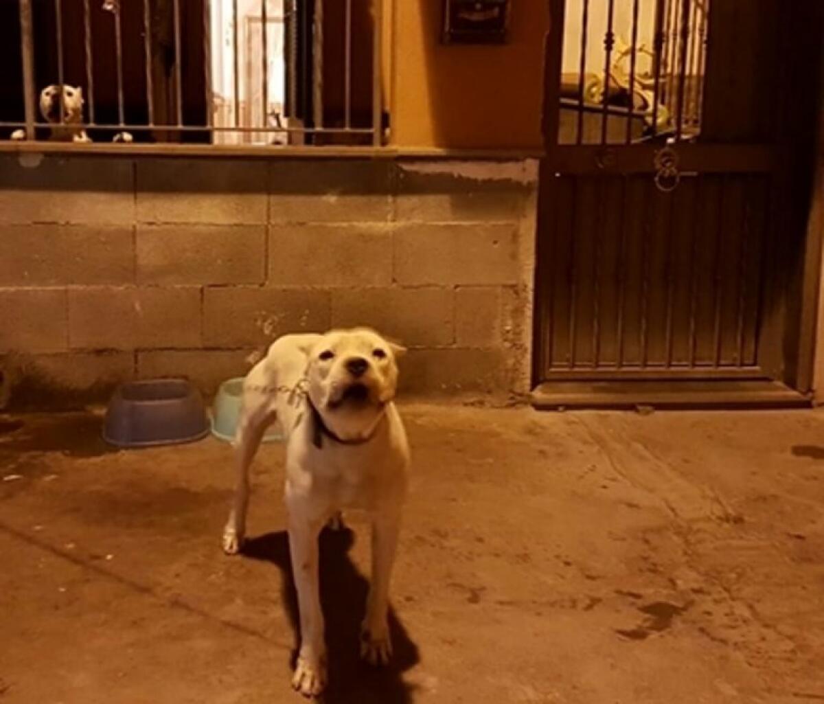 CATANIA: Un dogo argentino e un pitbull a guardia dell’abitazione di due pregiudicati - 