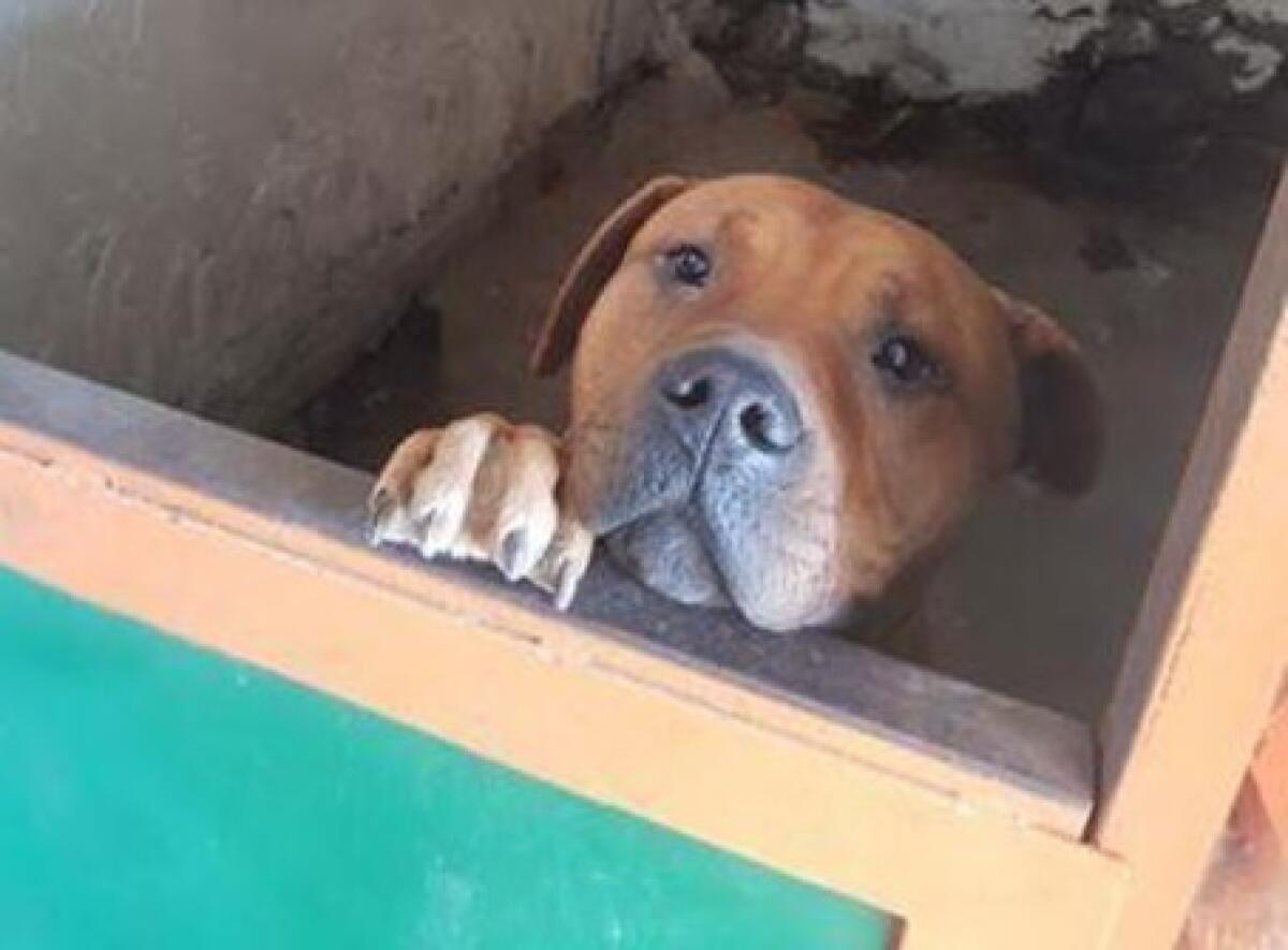 CATANIA: Pitbull chiuso in uno sgabuzzino senza né cibo né acqua. Denunciato il proprietario - 