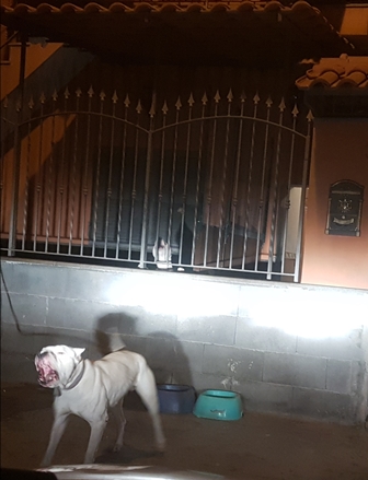 CATANIA: Un dogo argentino e un pitbull a guardia dell’abitazione di due pregiudicati