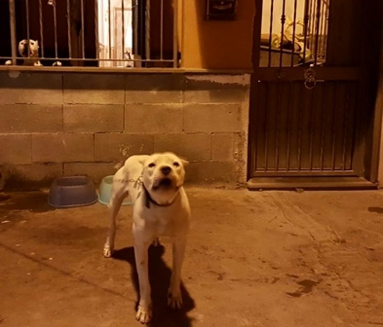 CATANIA: Un dogo argentino e un pitbull a guardia dell’abitazione di due pregiudicati