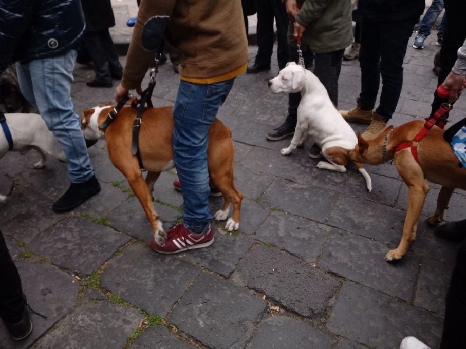 PATERNO': La benedizione degli animali in piazza Vittorio Veneto - LE FOTO