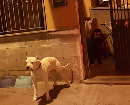 CATANIA: Un dogo argentino e un pitbull a guardia dell’abitazione di due pregiudicati