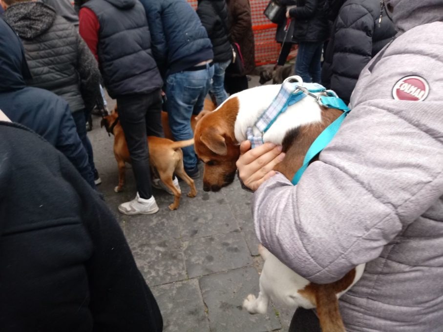 PATERNO': La benedizione degli animali in piazza Vittorio Veneto - LE FOTO