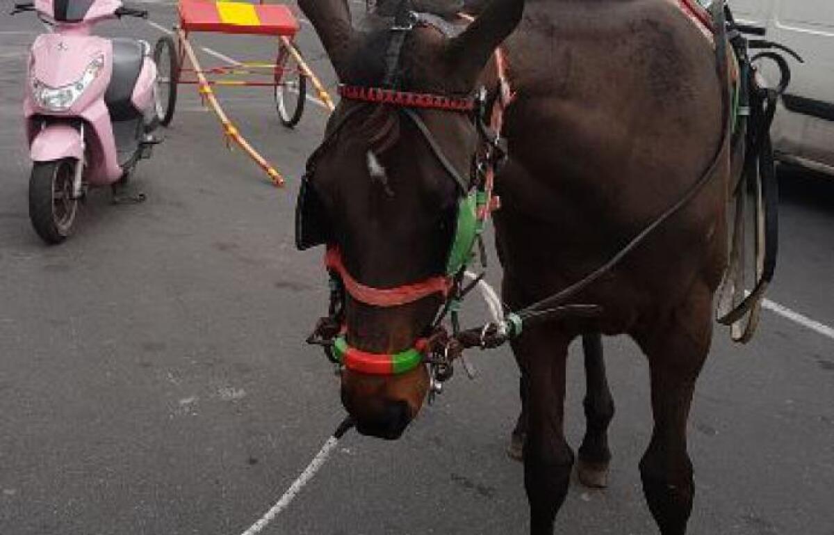 CATANIA: Polizia “salva” puledro a Picanello - 