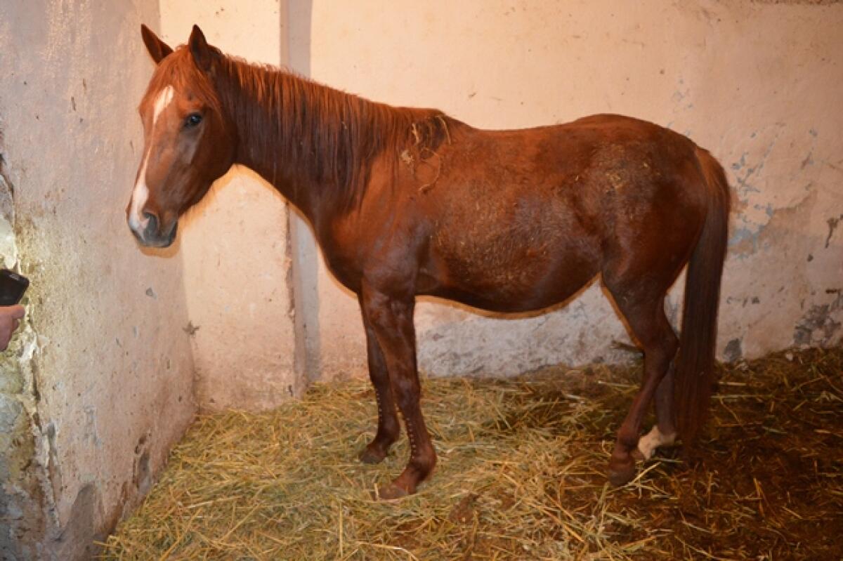 CATANIA: Trovati in un edificio vestiti rubati e un cavallo maltrattato - 