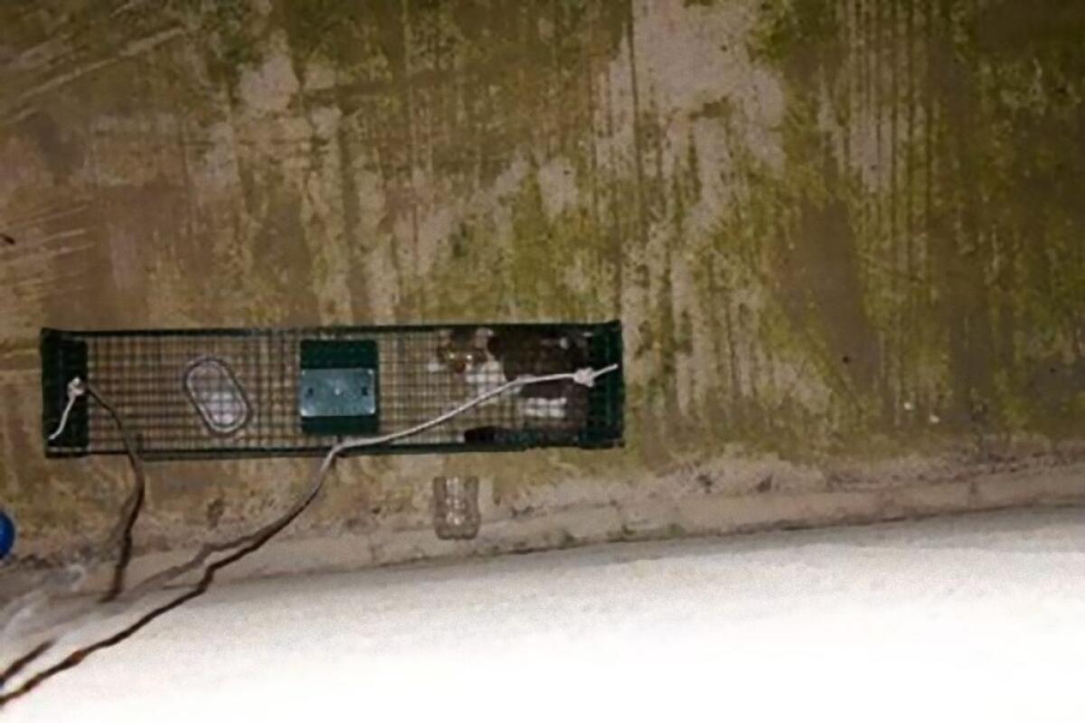 PATERNO': L'Enpa recupera un gatto in un pozzo luce - 