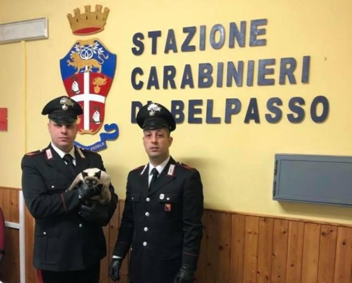 BELPASSO: Morsi, schiaffi al gatto: video shock in rete - 