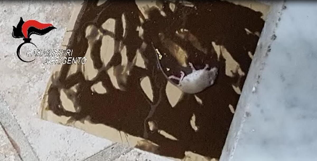 FAVARA(AG): C'è un topo morto nelle cucine e Nas chiude ristorante - 