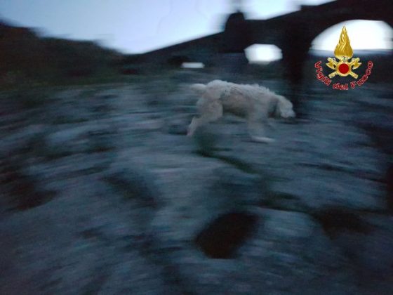 I Vigili del Fuoco di Messina salvano un Pastore Maremmano bloccato sulla sponda del fiume Alcantara - LE FOTO