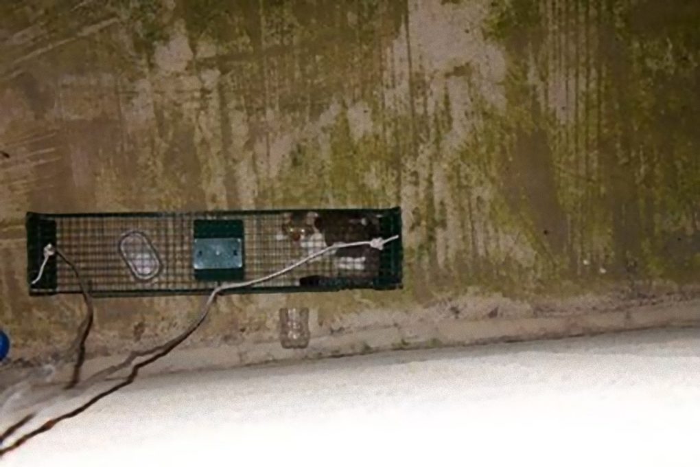 PATERNO': L'Enpa recupera un gatto in un pozzo luce