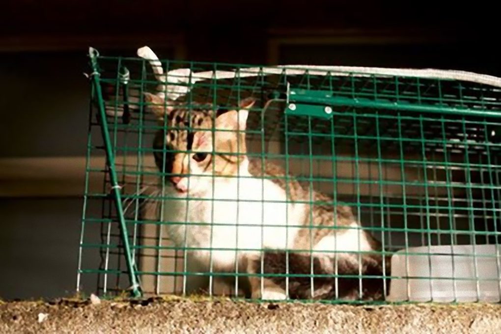 PATERNO': L'Enpa recupera un gatto in un pozzo luce