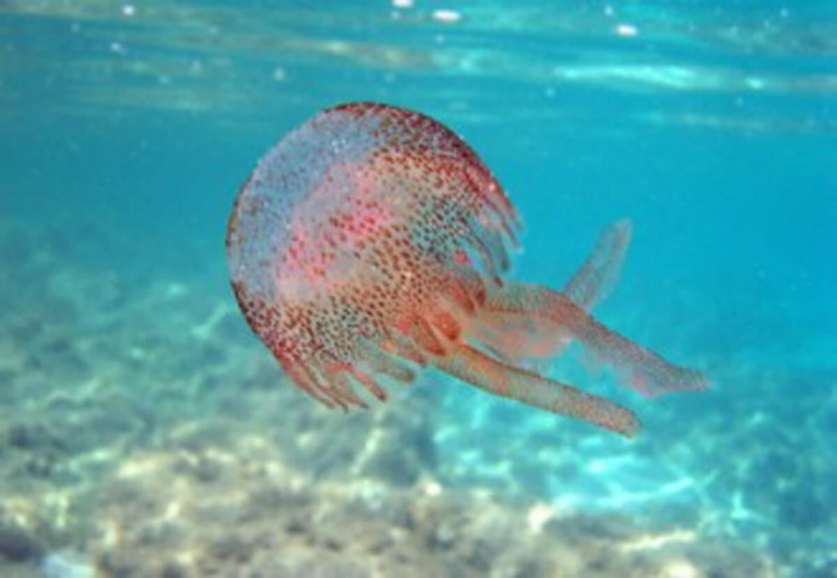 Allarme meduse nei mari italiani, in Sicilia avvistate nuove specie tropicali - 