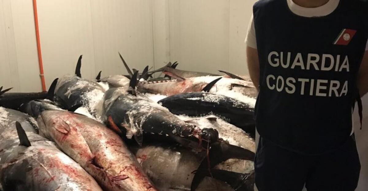 CATANIA: Maxi sequestro di tonno rosso, valore di oltre 200 mila euro - 