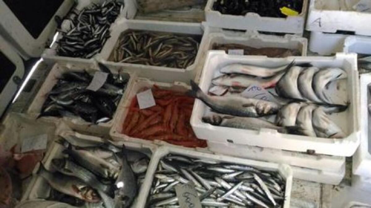 CATANIA: Sequestrati 200 kg di pesce al viale Mario Rapisardi - LE FOTO - 