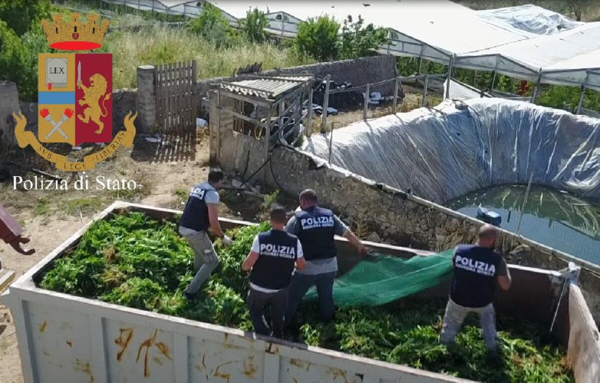 RAGUSA: 6 tonnellate di cannabis nascoste tra i pomodori - 