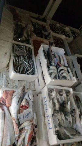 CATANIA: Sequestrati 200 kg di pesce al viale Mario Rapisardi - LE FOTO