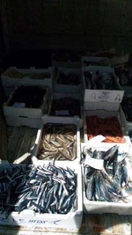 CATANIA: Sequestrati 200 kg di pesce al viale Mario Rapisardi - LE FOTO