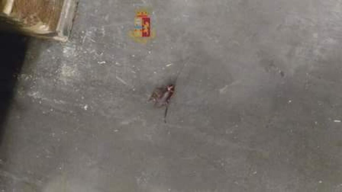 CATANIA: Controlli sanitari in un ipermercato: sequestrate cozze e altri alimenti in cattivo stato di conservazione - 