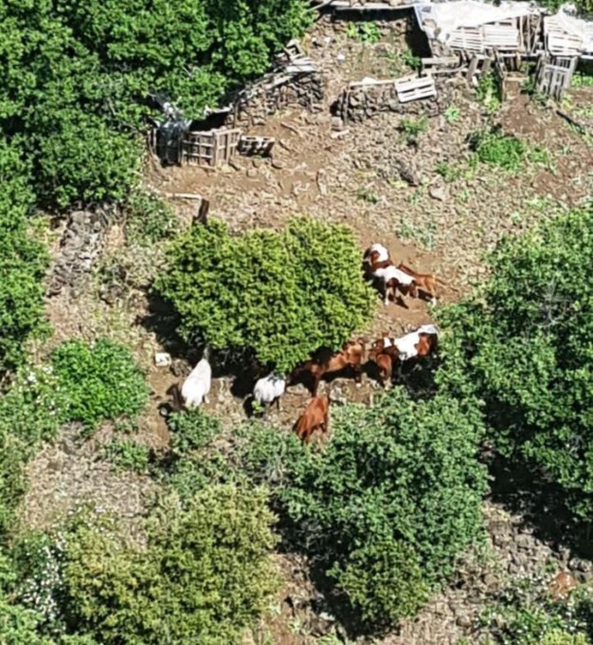 BRONTE: Razziati 14 purosangue da una azienda agricola, ritrovati dai carabinieri. Indagini in corso - 