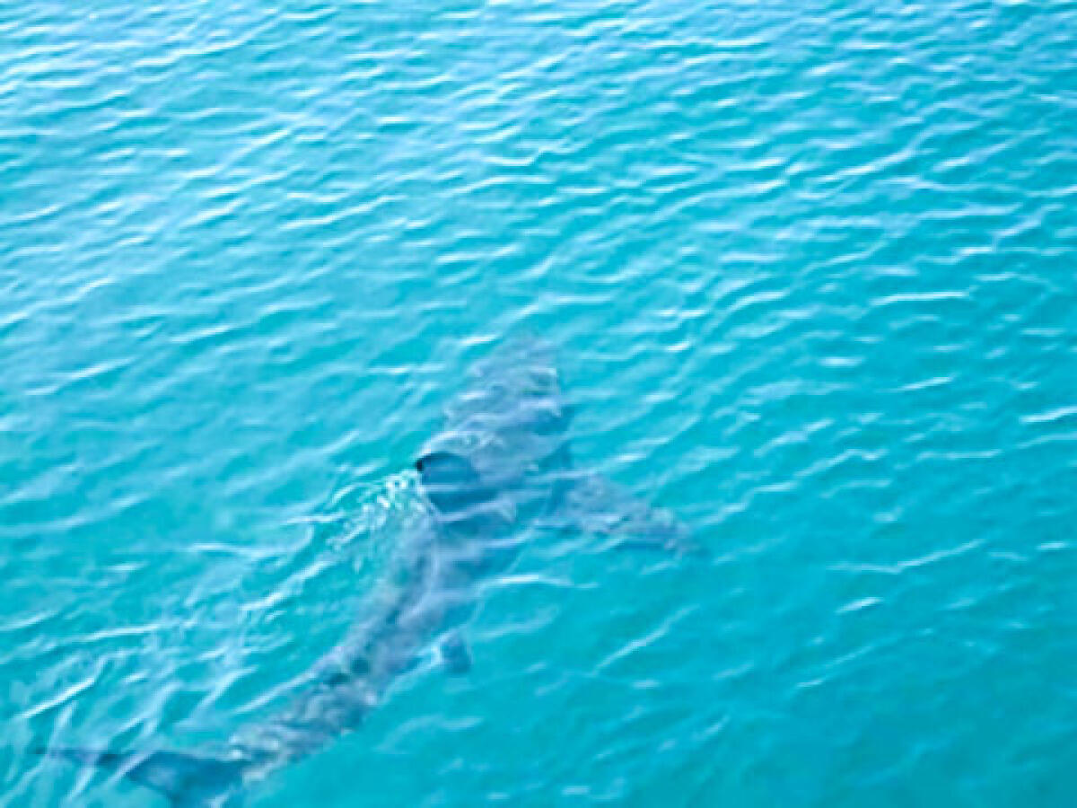 MESSINA: AVVISTATO SQUALO, AUTORITÀ INVITANO BAGNANTI A NON ALLONTANARSI DALLA COSTA - 