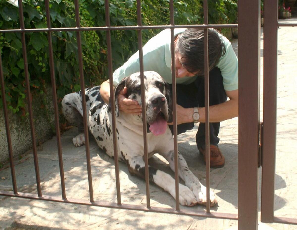 TRAPANI: Bimbo di 8 anni azzannato da due alani, 200 punti di sutura - 