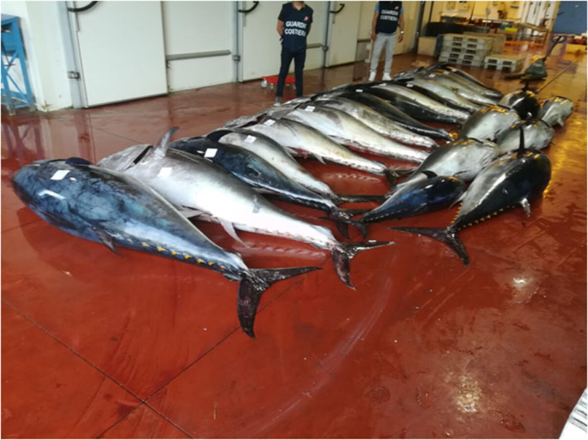 RIPOSTO: Guardia costiera ha sequestrato quattro tonnellate di tonno rosso - 