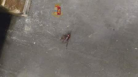 CATANIA: Controlli sanitari in un ipermercato: sequestrate cozze e altri alimenti in cattivo stato di conservazione