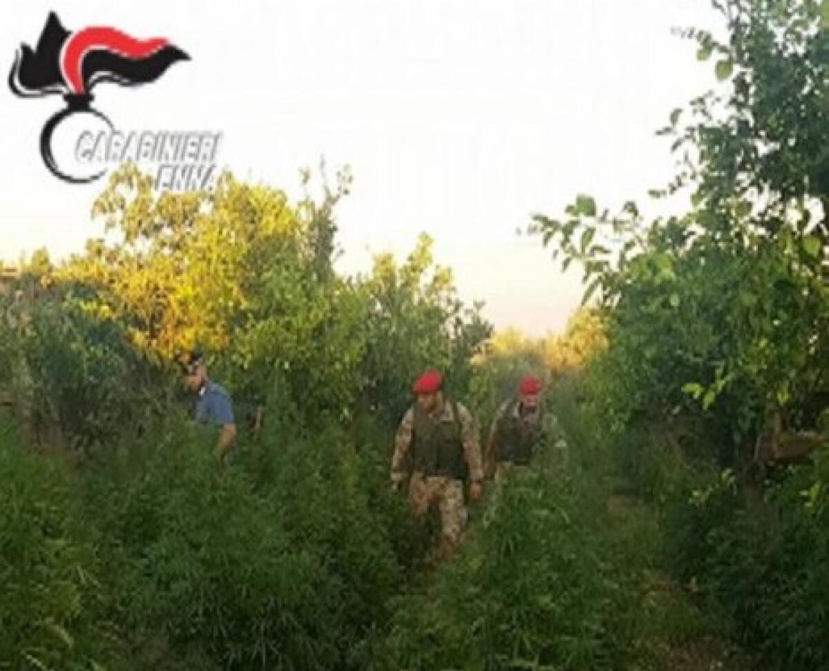 CENTURIPE: SCOVATA PIANTAGIONE DI CANNABIS, DUE CATANESI IN MANETTE - 