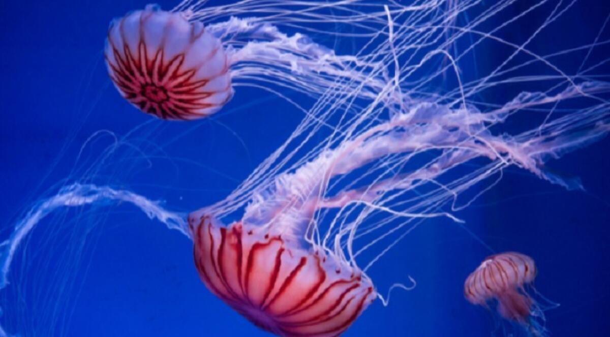 AGRIGENTO: ATTACCATA DA DECINE DI GROSSE MEDUSE, 25ENNE FINISCE IN OSPEDALE - 