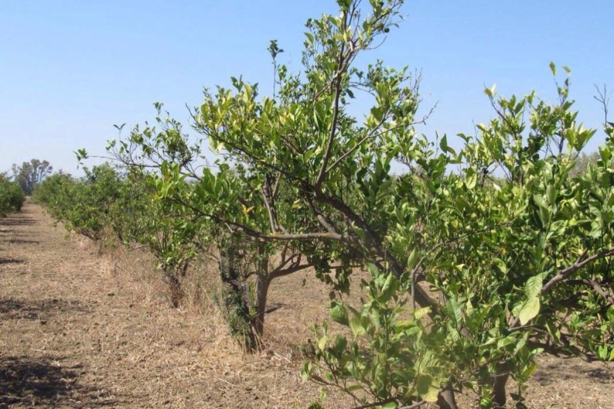 DISSERVIZI PER GLI AGRICOLTORI DELLA PIANA DI CATANIA - FOTO E VIDEO - 
