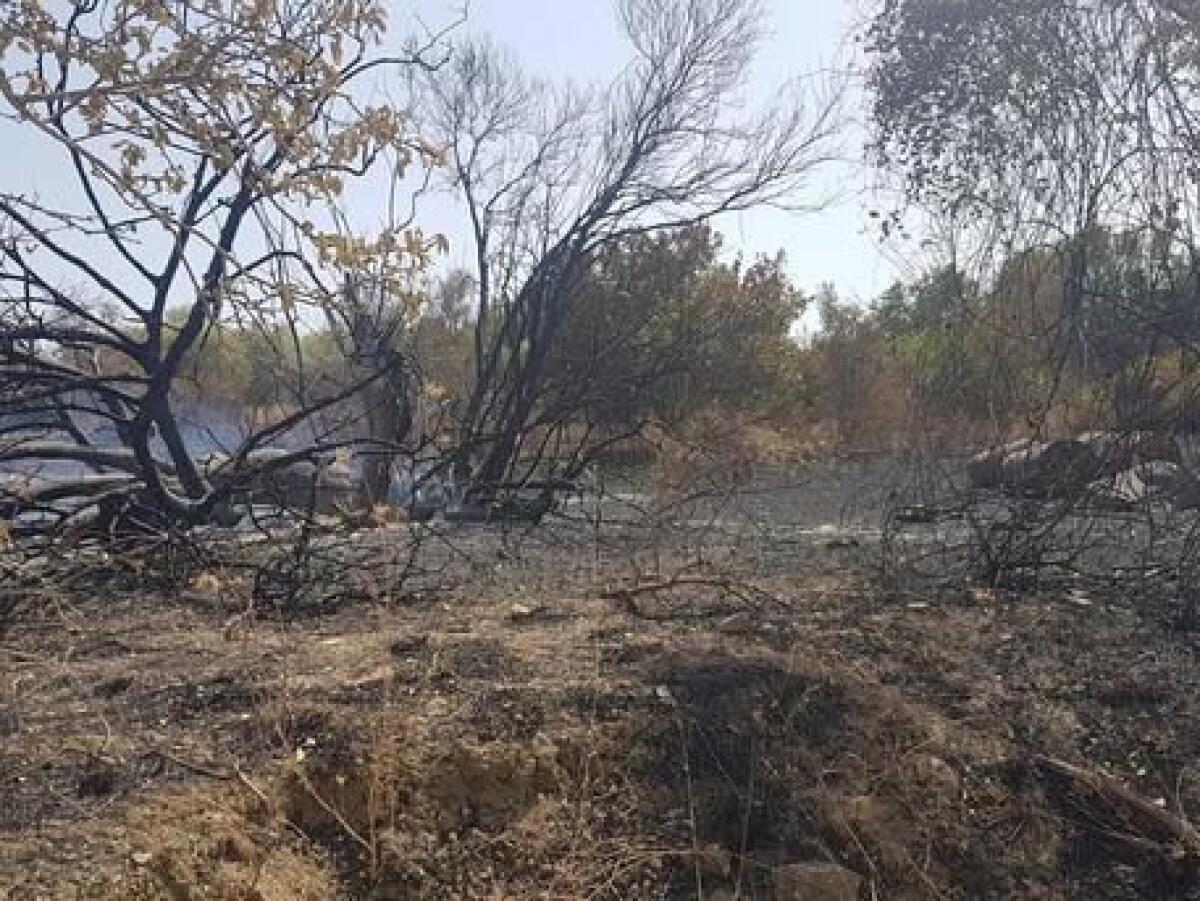 SIRACUSA: BRUCIA TERRENO, MORTI 5 CANI LEGATI AD UN ALBERO - 