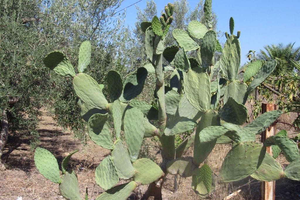DISSERVIZI PER GLI AGRICOLTORI DELLA PIANA DI CATANIA - FOTO E VIDEO