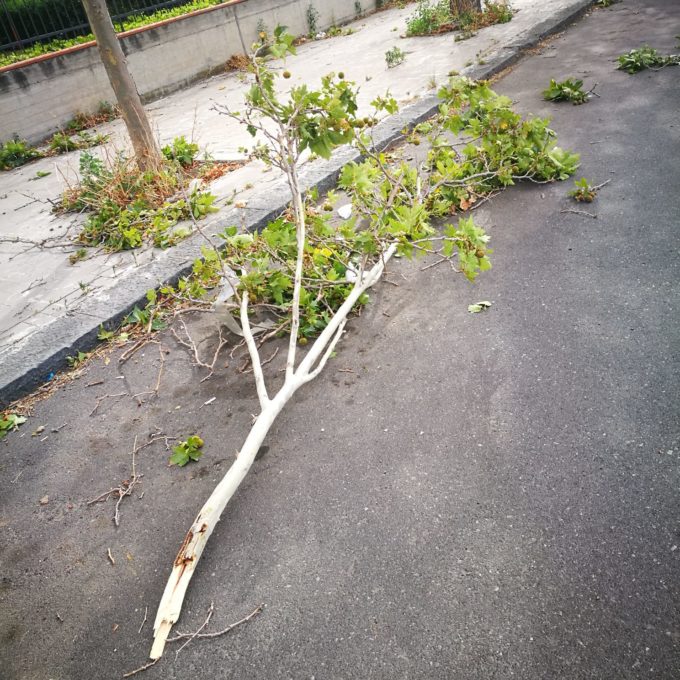 PATERNO': SFERZATA DAL VENTO, CADUTA ALBERI E DANNI - LE FOTO