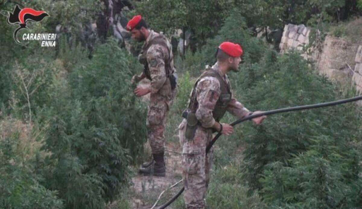 ARRESTATI DUE PATERNESI A CENTURIPE, NEL FRUTTETO 180 PIANTE DI CANNABIS - FOTO E VIDEO - 