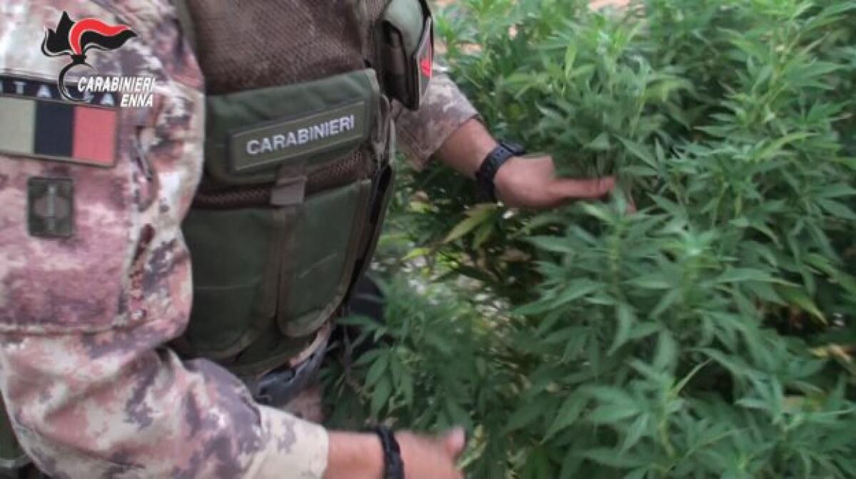 +++VIDEO+++ ARRESTATI DUE PATERNESI A CENTURIPE, NEL FRUTTETO 180 PIANTE DI CANNABIS - 