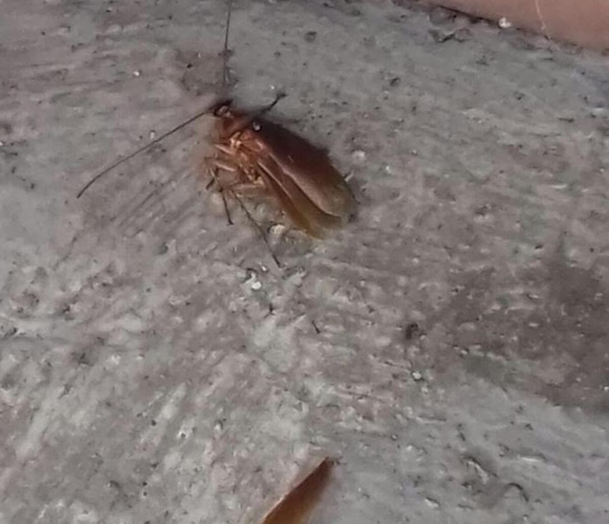 PATERNO': "INVASIONE DI TOPI E BLATTE,  L'ULTIMO CASO IN VIA TICINO" - NOTA DEL CONSIGLIERE DISTEFANO - 