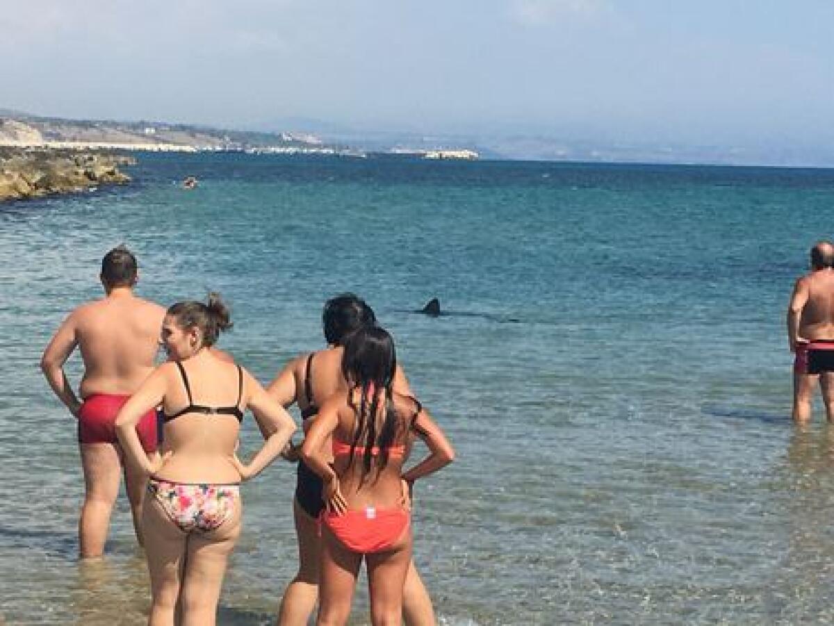 SCIACCA: DUE SQUALI IN SPIAGGIA, PANICO - 