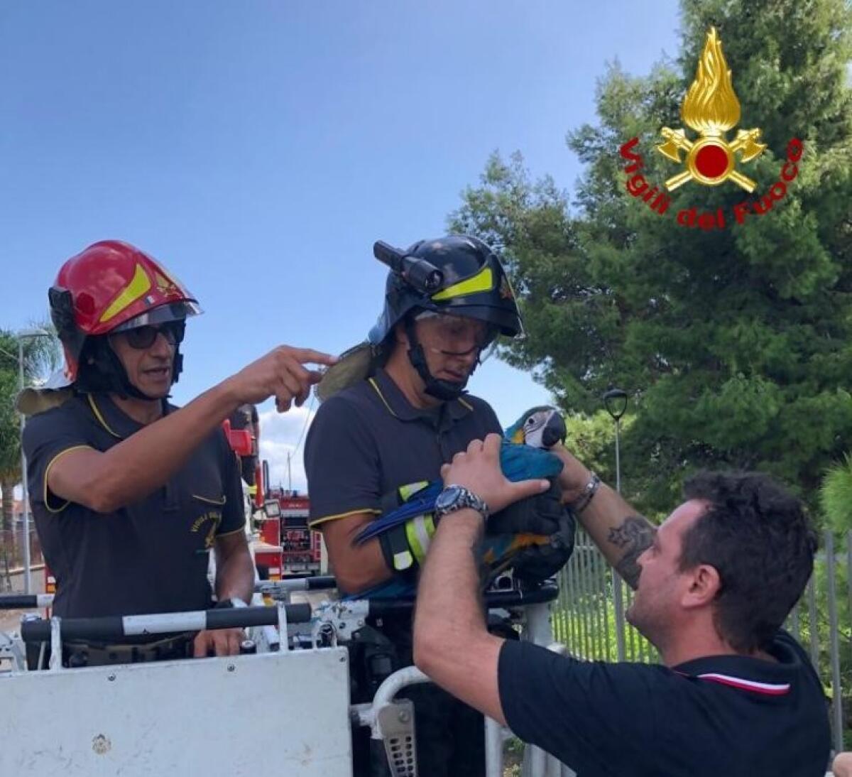 MASCALI: VIGILI DEL FUOCO RECUPERANO PAPPAGALLO PREGIATO - 