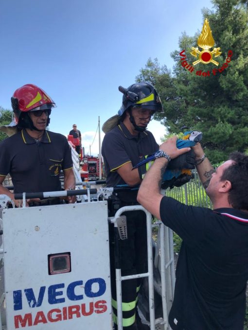 MASCALI: VIGILI DEL FUOCO RECUPERANO PAPPAGALLO PREGIATO