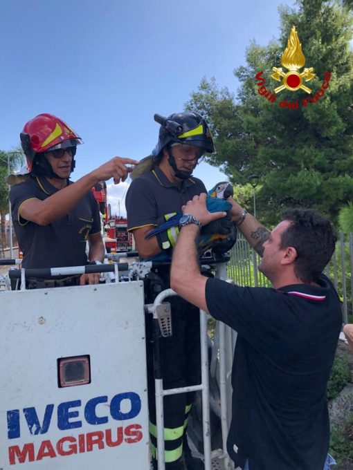 MASCALI: VIGILI DEL FUOCO RECUPERANO PAPPAGALLO PREGIATO