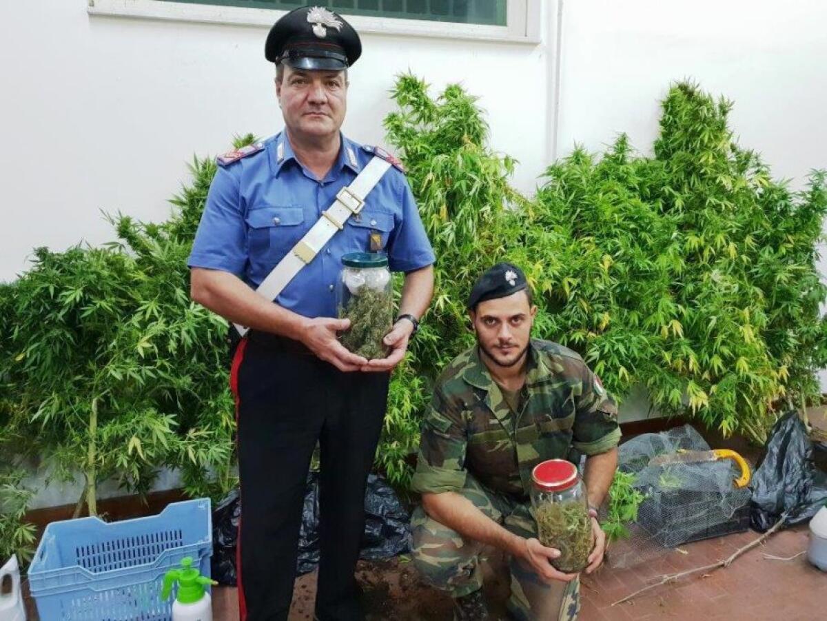 BIANCAVILLA: SEQUESTRATI OLTRE 50 KG DI DROGA - 