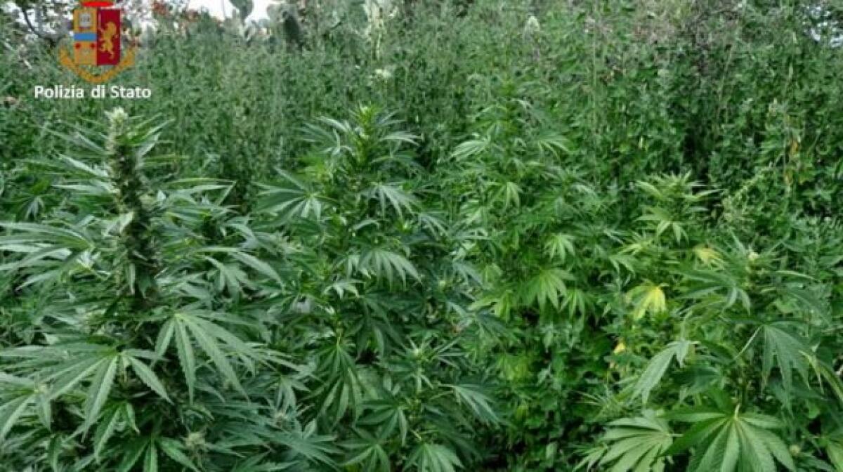 ADRANO: ARRESTATI TRE UOMINI PER COLTIVAZIONE E PRODUZIONE AI FINI DI SPACCIO DI SOSTANZA STUPEFACENTE. - 